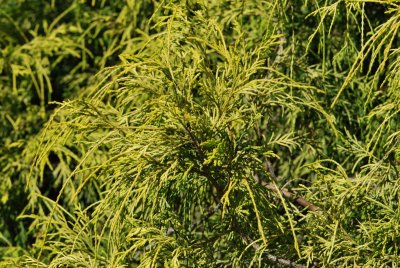 Chamaecyparis pisifera 'Filifera Aurea' - cypřišek hrachonosný - větévka